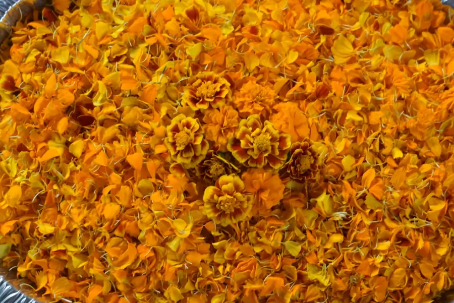 Flores de Cempasúchil